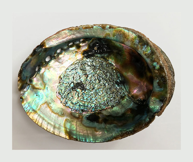 Abalone shell 5 inch we will not send broken shells,but some chipping can be expected