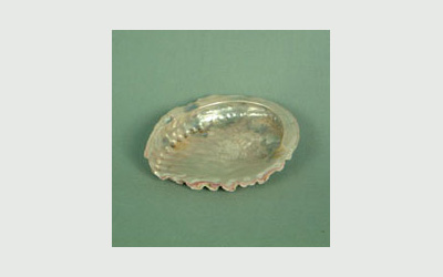 Abalone shell small, 2 inch plus