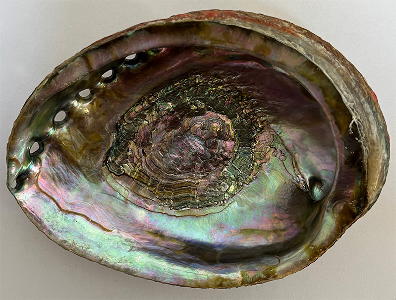 Abalone Shell 4 inch we will not send broken shells, but some chipping can be expected