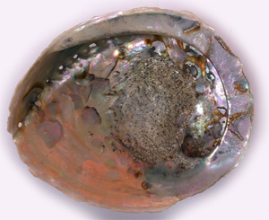 Abalone Shell 6 inch we will not send broken shells, but some chipping can be expected