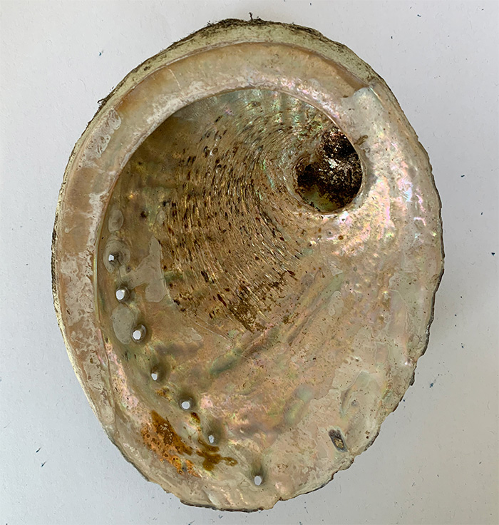 Abalone Shell 4-5 inch Australia