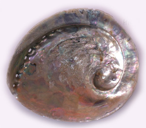 Abalone Shell Mexico 6-7 inch