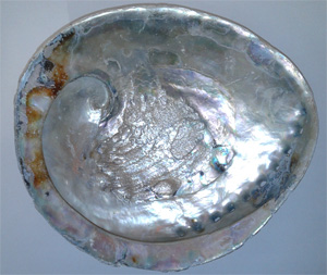 Abalone Shells, 6.5 inch plus