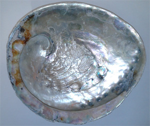 Abalone Shells, 6.5 inch plus we will not send broken shells but some chipping can be expected