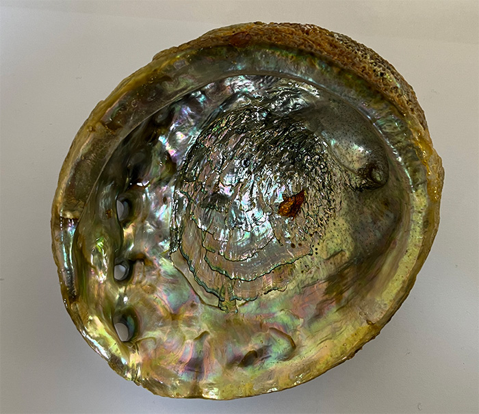 Abalone Shell Mexico 4-5 inch