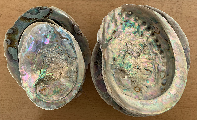 Abalone Shells 1 lb bag, slighly damaged mix 3, 4, 5 and 6 inch