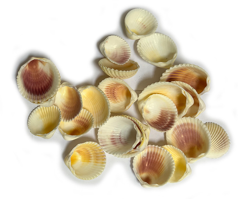 Cockle shells white .100g.bag