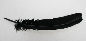 Black turkey feathers 12-14 inch  10 per bag