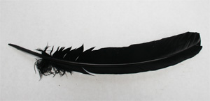 Black turkey feathers 12-14 inch 10 per bag