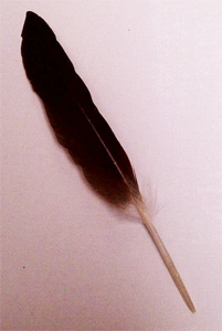 Goose spike 8 inch 50gm. 140 feathers