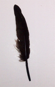 Duck Wing Quills 3 inch