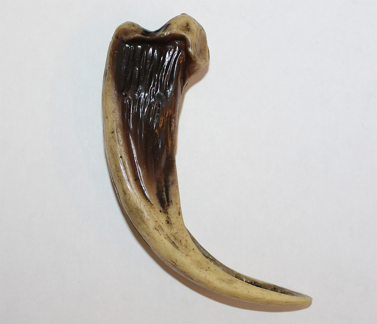 Grizzly claw resin 5 inch