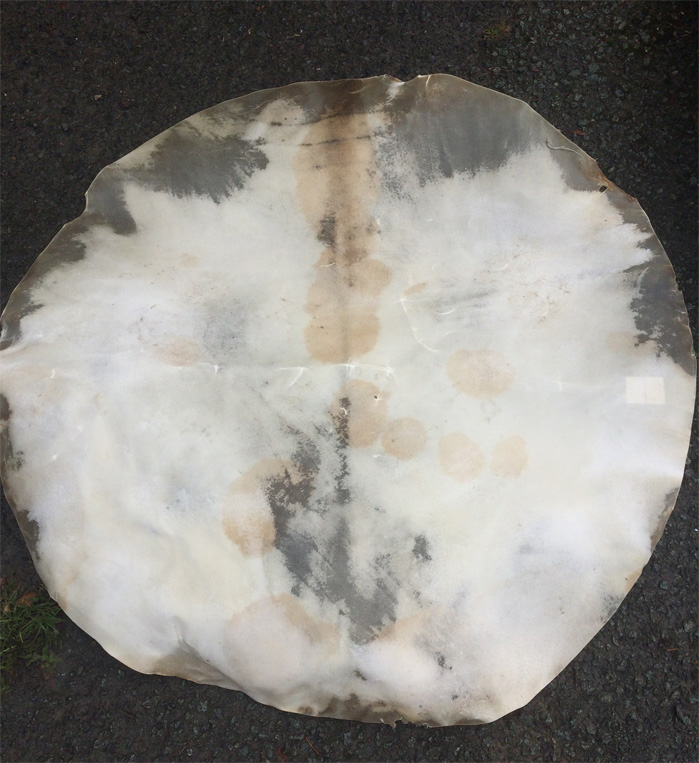 Rawhide, Water Buffalo, round, diameter 48 inches
