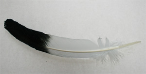 Imitation eagle wing feathers. Black tipped white turkey feathers, 12 -14 inch. 10 per bag