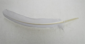 White turkey feathers, 12 -14  inch. 10 per bag