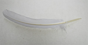 White turkey feathers, 12 -14 inch. 10 per bag