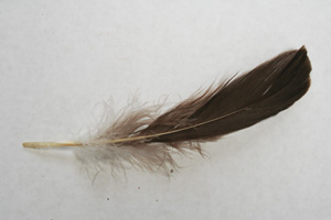 Goose feathers, 4 to 7 inches inch approx 70 per bag